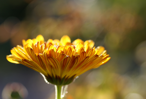 close up of a yellow and orange flower