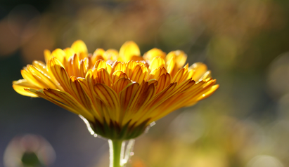yellow orange flower close-up